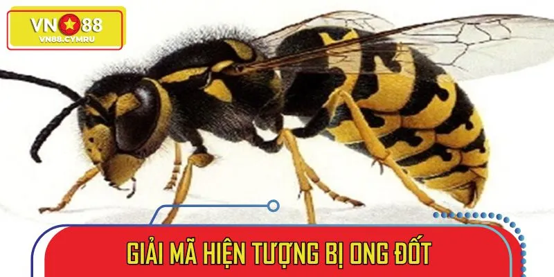 Bị ong đốt phản ánh nhiều ý nghĩa dựa theo góc độ tâm linh