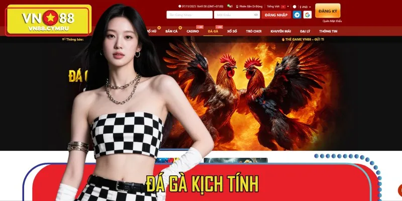 Đá gà là sảnh cược được phát sóng trực tiếp mỗi ngày